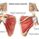 Anatomia barku: mięsień nadgrzebieniowy, podłopatkowy, obły mniejszy i podgrzebieniowy tworzą stożek rotatorów.