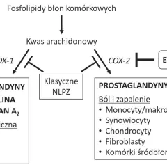 Schemat działania enzymów COX-1 i COX-2. Etorykoksib hamuje COX-2, wpływając na ból i zapalenie. Klasyczne NLPZ hamują oba enzymy.