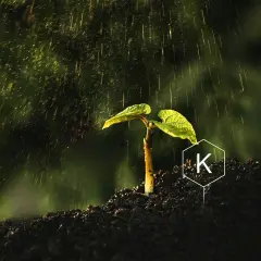 Młoda roślinka w deszczu, z symbolem K (potasu) w tle, symbolizującym kluczowy składnik odżywczy dla wzrostu.