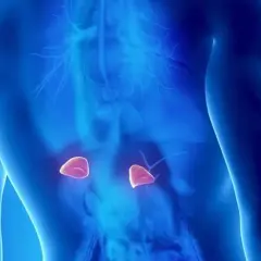 Widok anatomiczny męskiego tułowia z podświetlonymi **nadnerczami**.