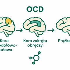 Ilustracja pokazuje mózg z zaznaczonymi obszarami, które mogą być związane z ocd objawy: kora oczodołowo-czołowa, kora zakrętu obręczy i prążkowie.