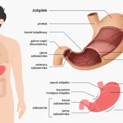 Anatomia żołądka człowieka z zaznaczonymi częściami: przełyk, wpust, dno, trzon, krzywizny, odźwiernik i dwunastnica.