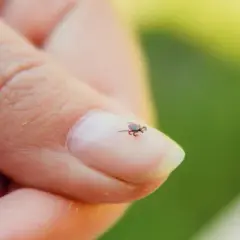 Neuroborelioza objawy: Jak rozpoznać poważne symptomy choroby?