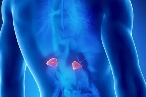 Widok anatomiczny męskiego tułowia z podświetlonymi **nadnerczami**.