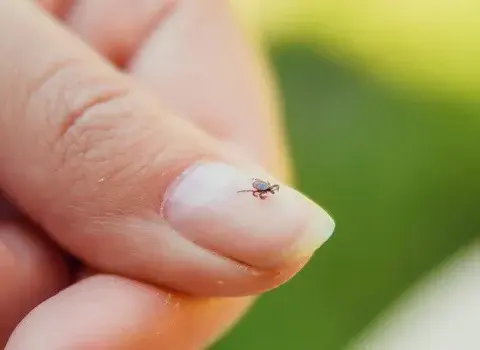 Neuroborelioza objawy: Jak rozpoznać poważne symptomy choroby?