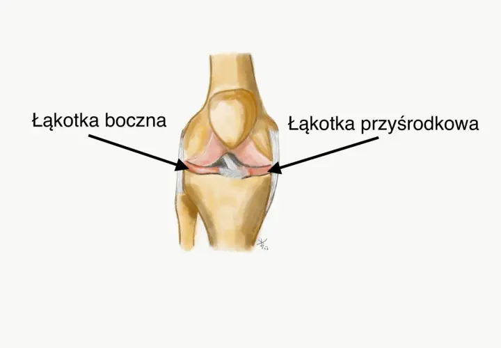 Anatomia kolana z zaznaczoną łąkotką boczną i przyśrodkową.