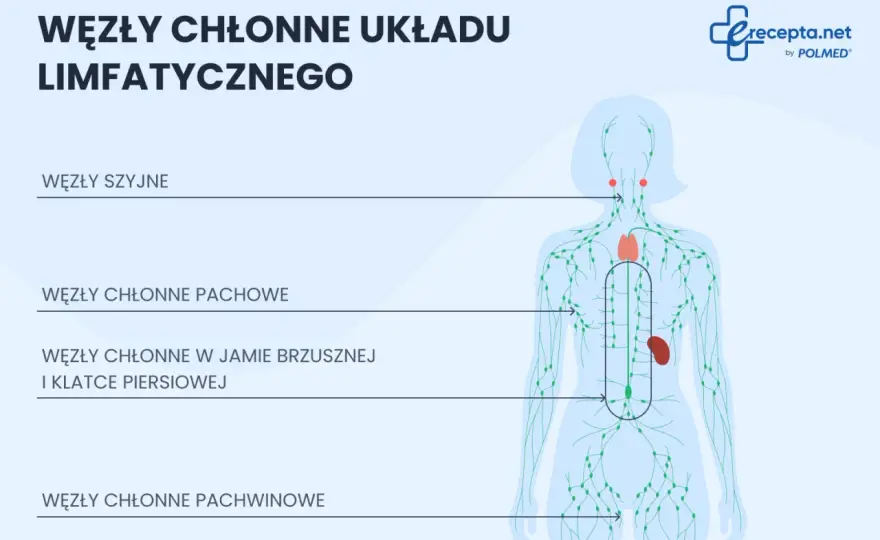 Gdzie są węzły chłonne? Najważniejsze miejsca i mapa lokalizacji