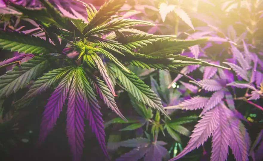 Marihuana a psychika - kiedy relaks zmienia się w problem?