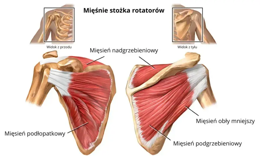 Stożek rotatorów - ból barku? Poznaj objawy i leczenie!