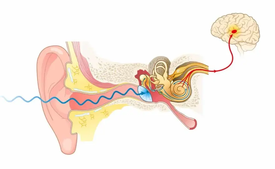 Anatomia ucha - Jak słyszymy i dlaczego tracimy równowagę?