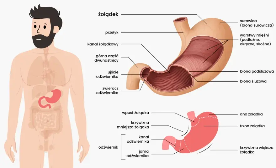 Anatomia żołądka - Gdzie leży i co oznaczają objawy?