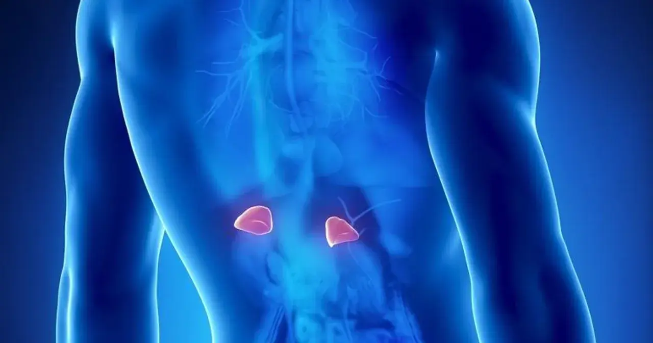 Widok anatomiczny męskiego tułowia z podświetlonymi **nadnerczami**.