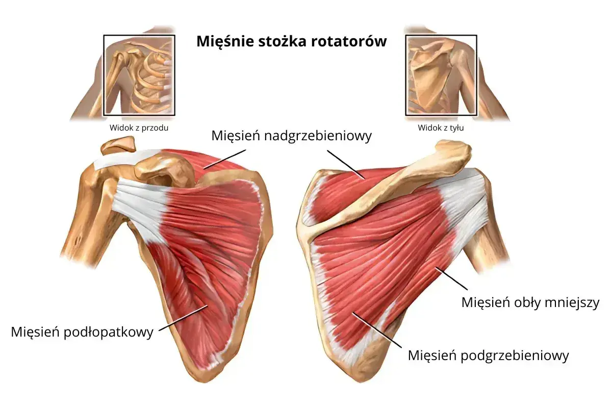 Anatomia barku: mięsień nadgrzebieniowy, podłopatkowy, obły mniejszy i podgrzebieniowy tworzą stożek rotatorów.