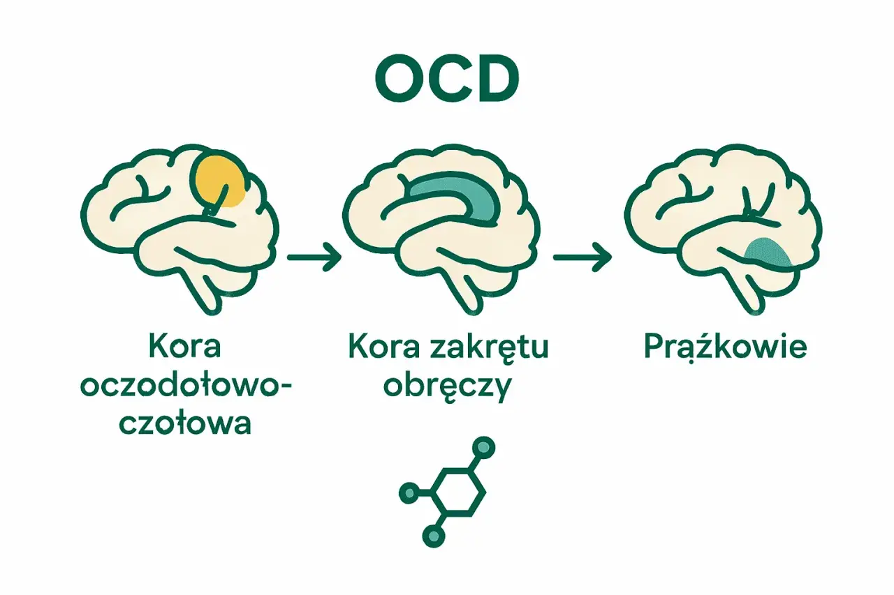 Ilustracja pokazuje mózg z zaznaczonymi obszarami, które mogą być związane z ocd objawy: kora oczodołowo-czołowa, kora zakrętu obręczy i prążkowie.