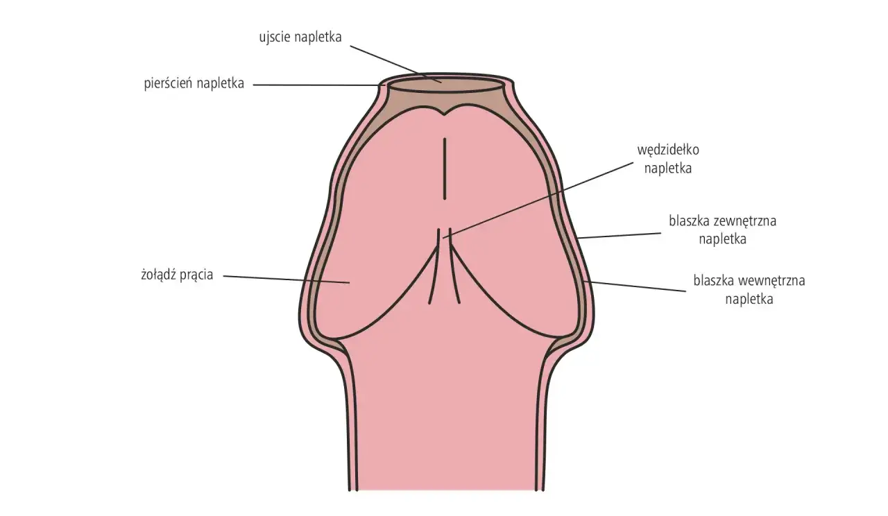 Anatomia penisa: żołądź, napletek, wędzidełko. Stulejka co to? Zwężenie napletka utrudnia jego ściąganie.