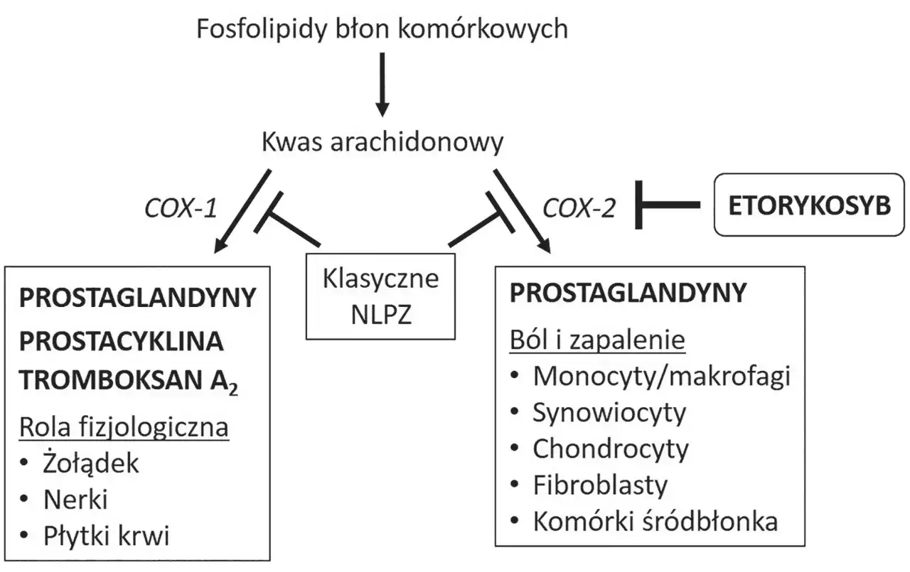 Schemat działania klasycznych NLPZ i etorykosybu (inhibitor COX-2) na kwas arachidonowy, wpływając na prostaglandyny.