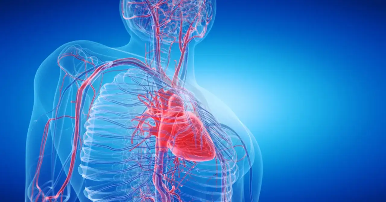 Serce i naczynia krwionośne, w tym główna tętnica – aorta, ukazane w przejrzystej anatomii na niebieskim tle.