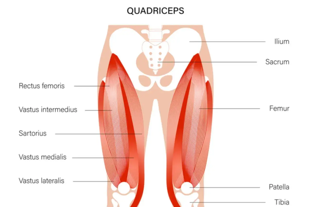 Anatomia uda z zaznaczonymi mięśniami: mięsień czworogłowy, prosty uda, obszerny pośredni, krawiecki, obszerny przyśrodkowy i boczny.