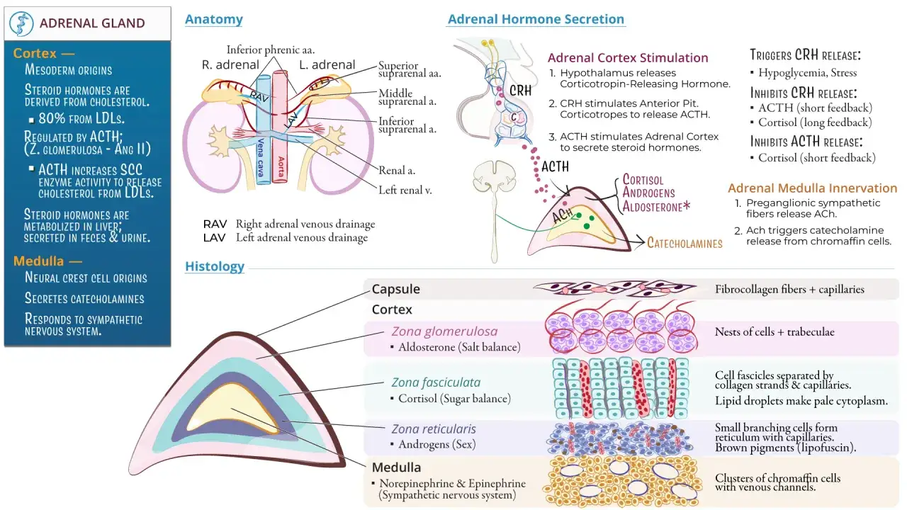 Anatomia nadnerczy: kora produkuje hormony steroidowe, rdzeń katecholaminy. Schemat przedstawia budowę i funkcje nadnerczy.