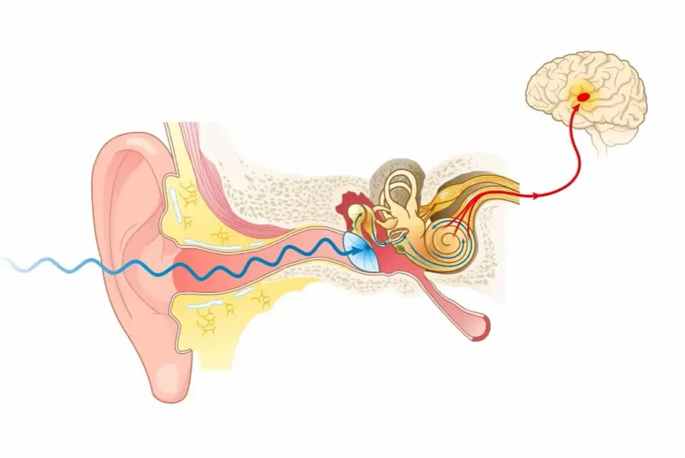 Anatomia ucha - Jak słyszymy i dlaczego tracimy równowagę?